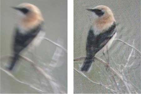 Пример восстановления смазанного снимка птицы