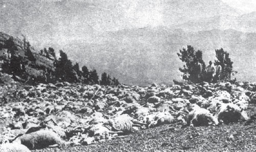 Рис. 2. Гибель овец на горном пастбище в штате Юта (США)