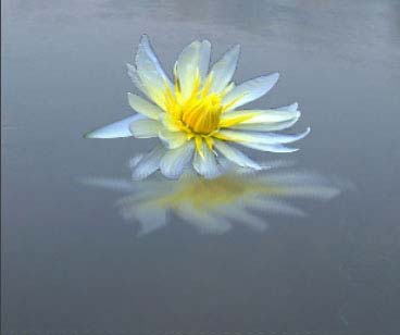 Рис. 59. Окончательный вид цветка с отражением в воде