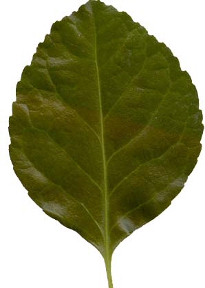 Рис. 17. Растровое изображение листа